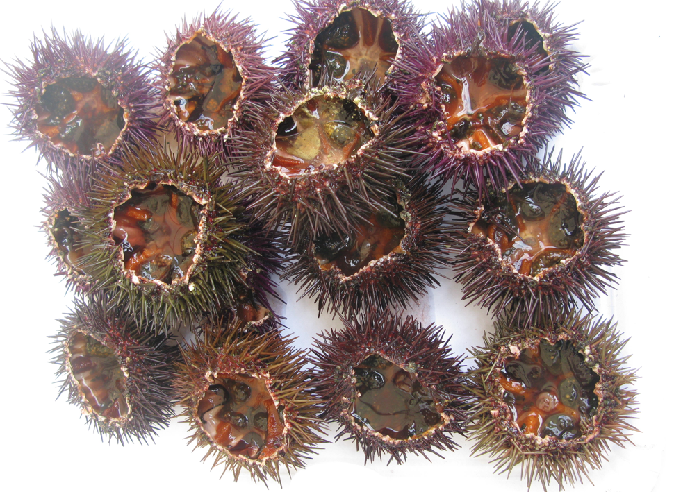 erizos de mar sea urchins
