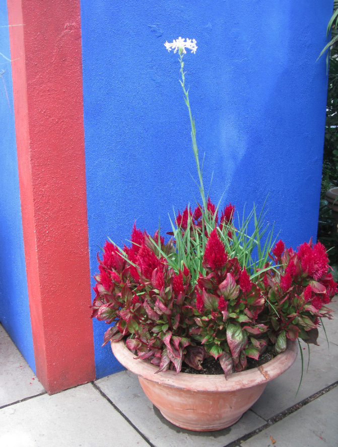 Frida Kahlo casa azul new york botanical gardens