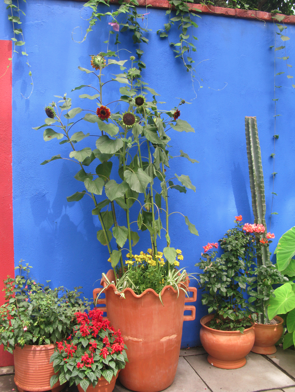 Frida Kahlo casa azul new york botanical gardens