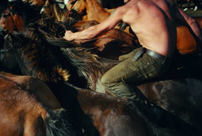 Man riding wild horses